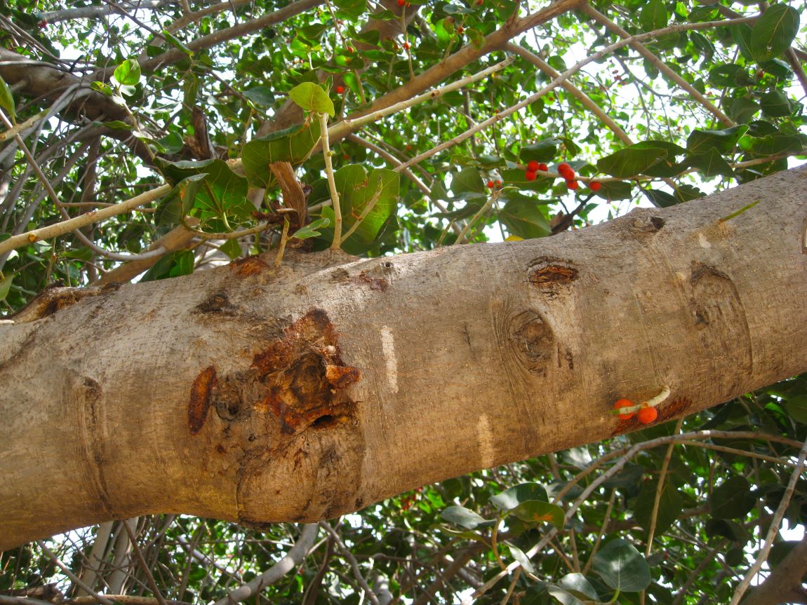 Image of Ficus benghalensis specimen.