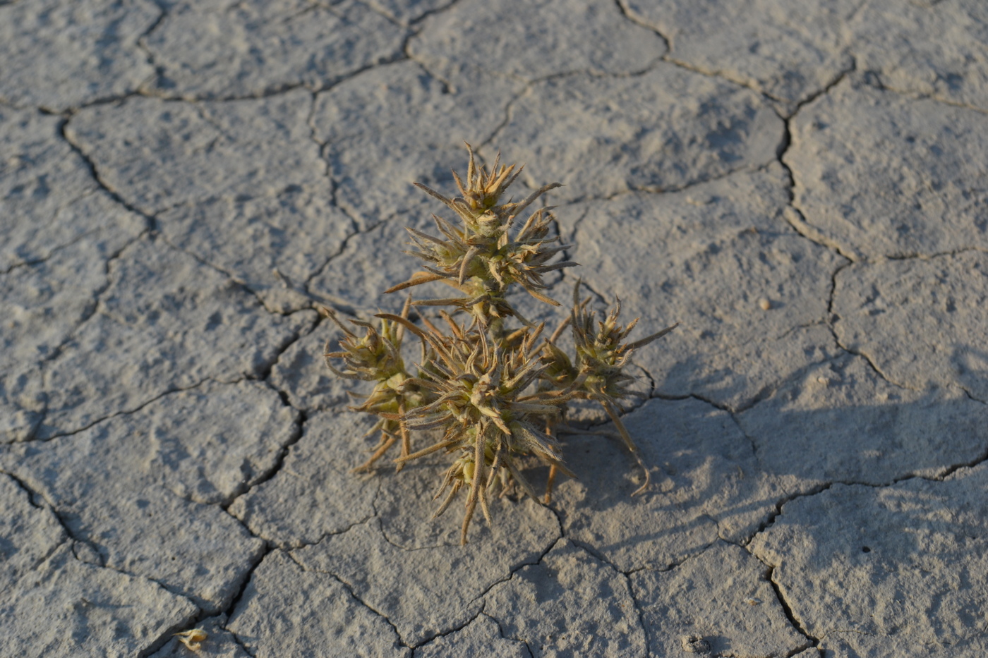 Image of Halimocnemis villosa specimen.