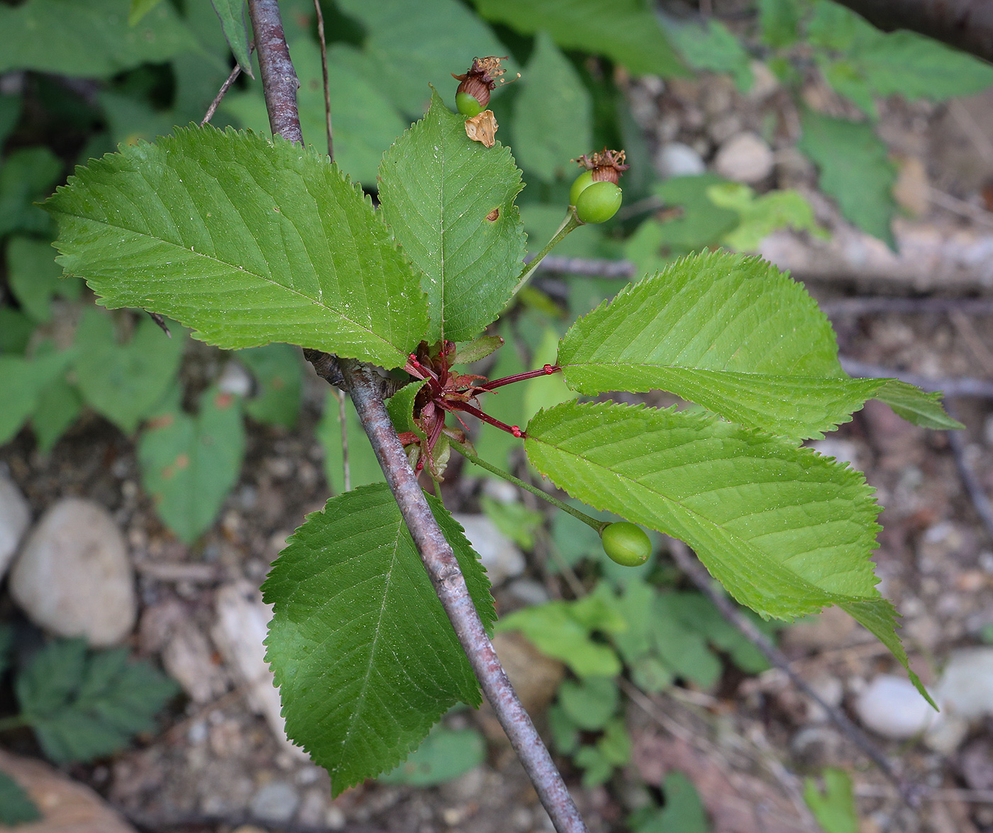 Image of Cerasus avium specimen.