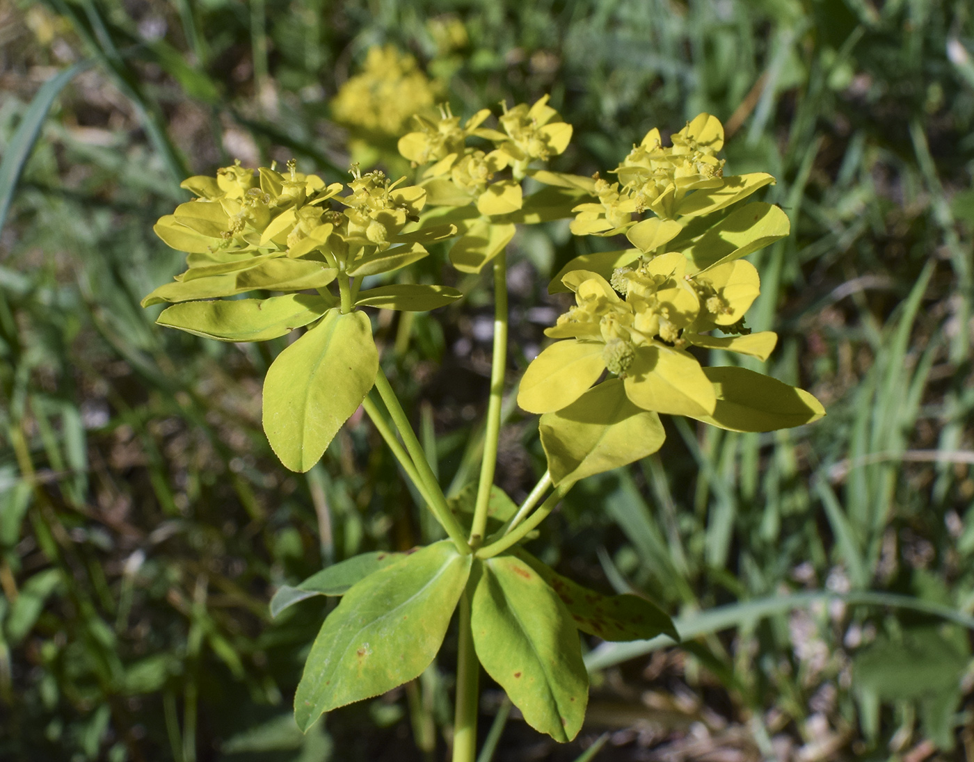 Image of Euphorbia verrucosa specimen.