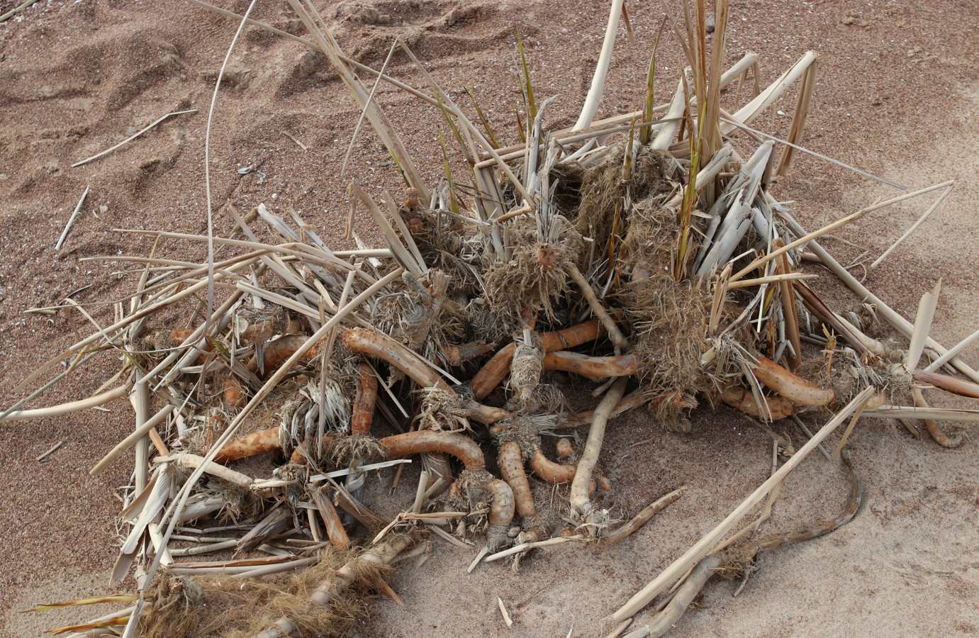 Image of Typha angustifolia specimen.