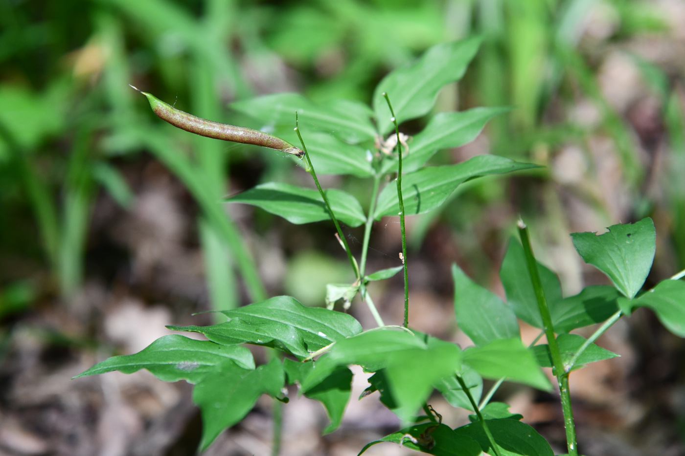 Image of Lathyrus vernus specimen.