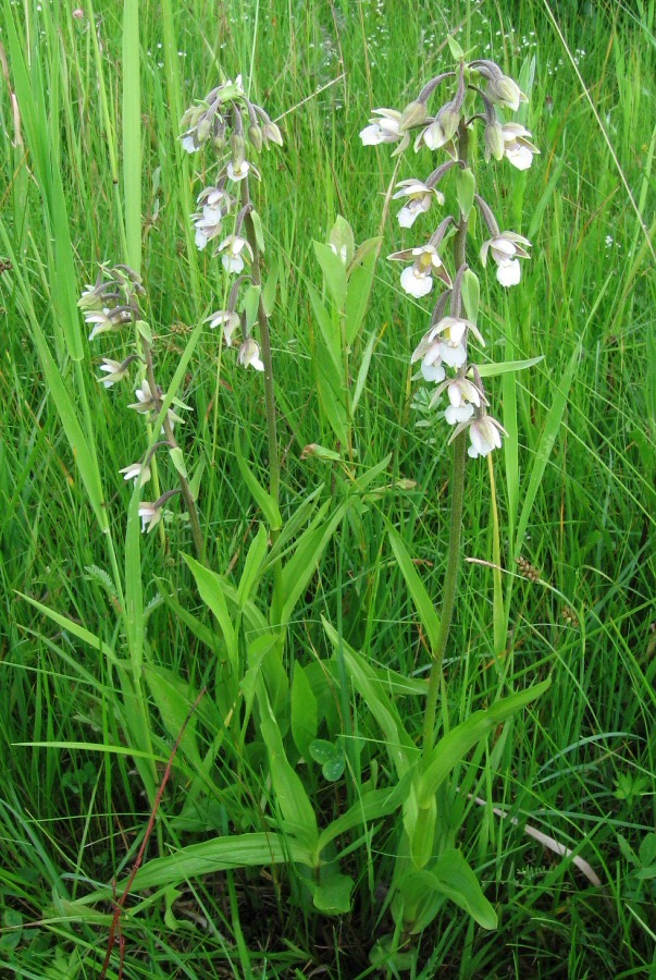 Изображение особи Epipactis palustris.