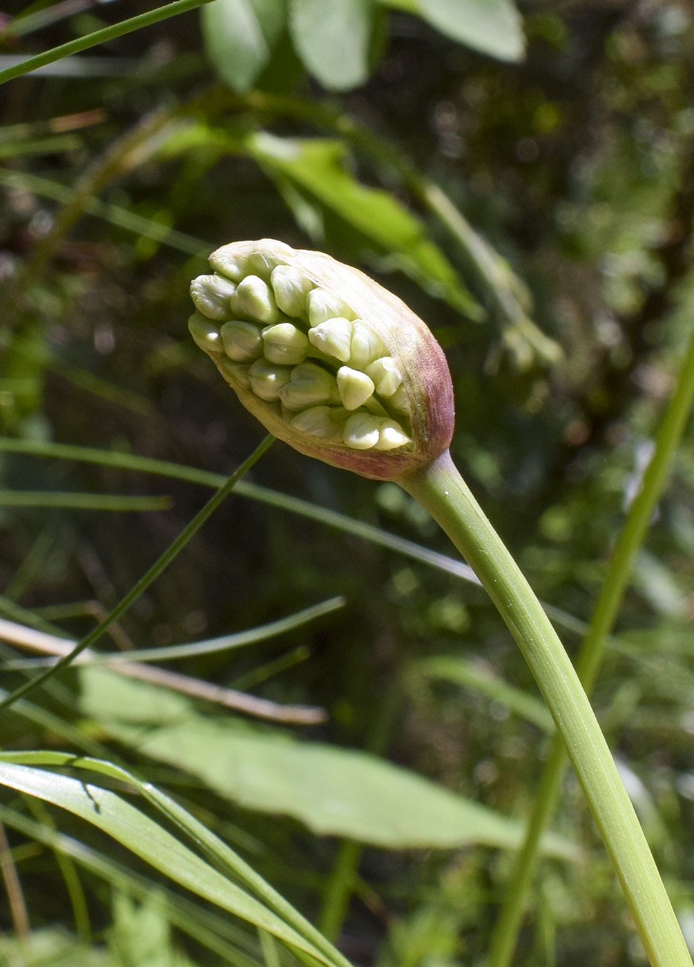 Image of Allium victorialis specimen.