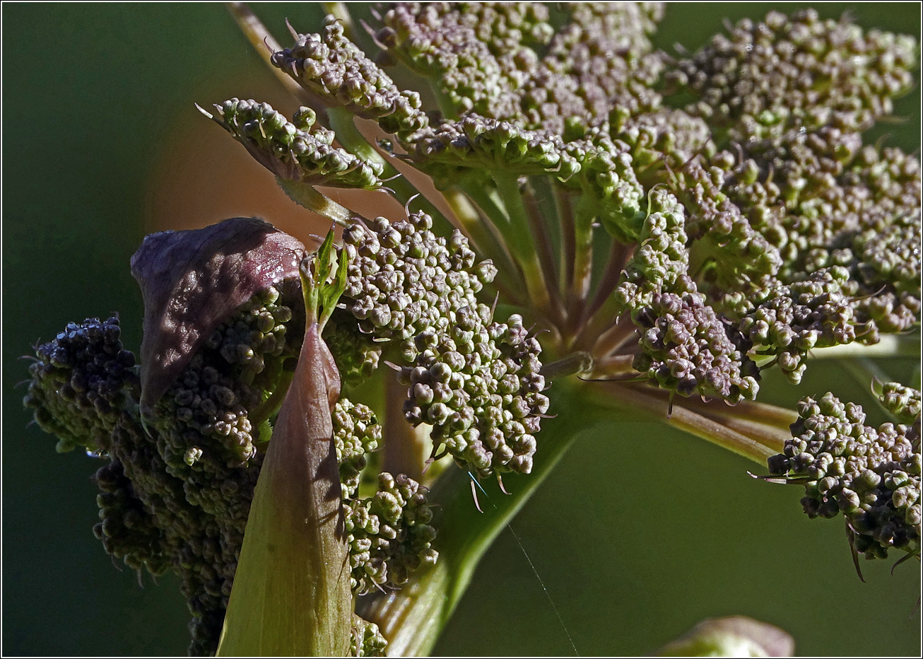 Изображение особи Angelica sylvestris.