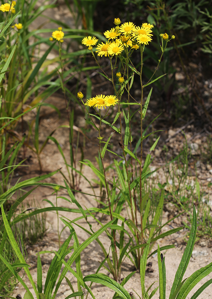 Image of Inula linariifolia specimen.