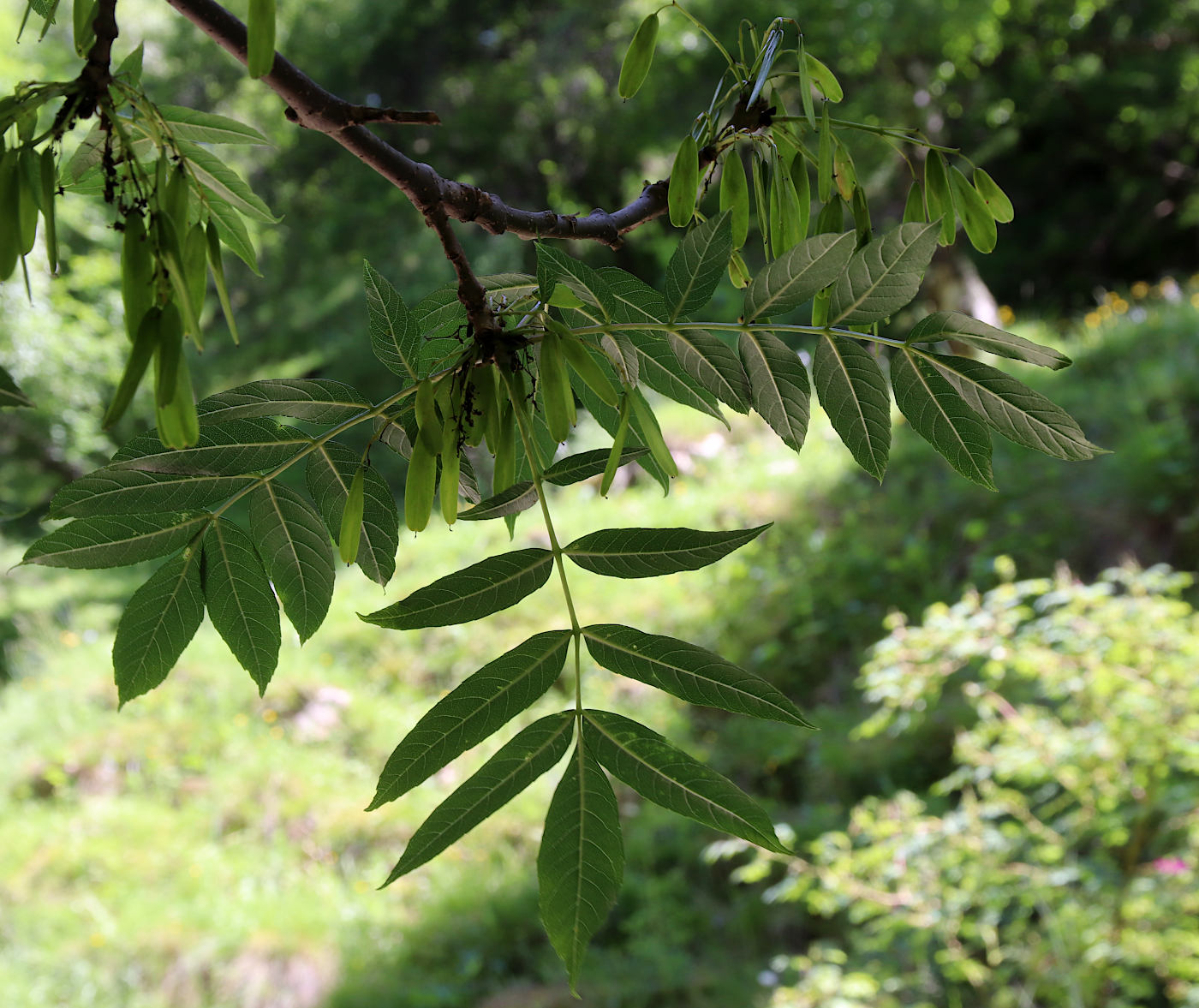 Image of Fraxinus excelsior specimen.