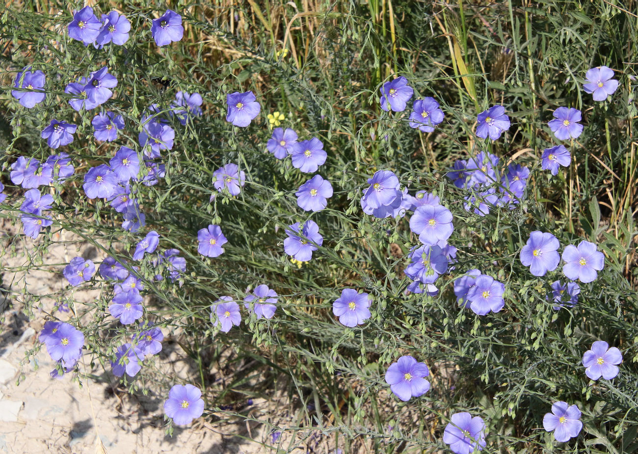 Image of Linum austriacum specimen.