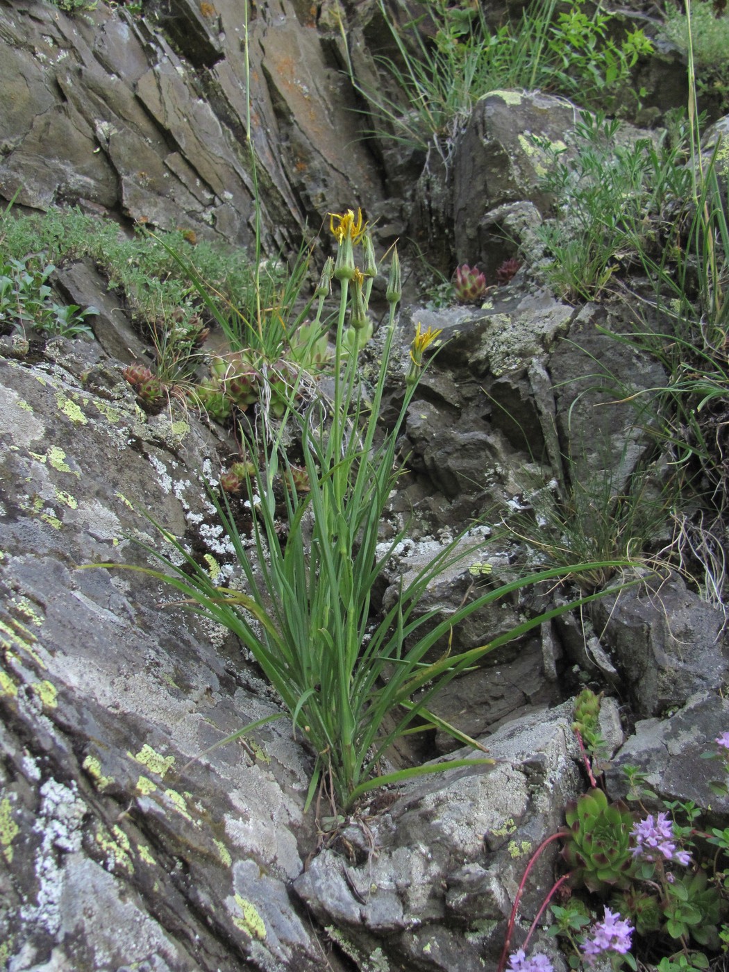 Image of genus Tragopogon specimen.