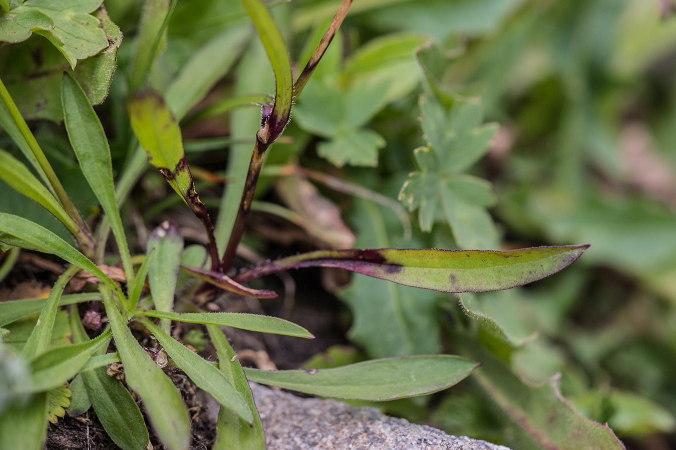 Изображение особи Silene saxatilis.