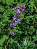 Campanula trachelium