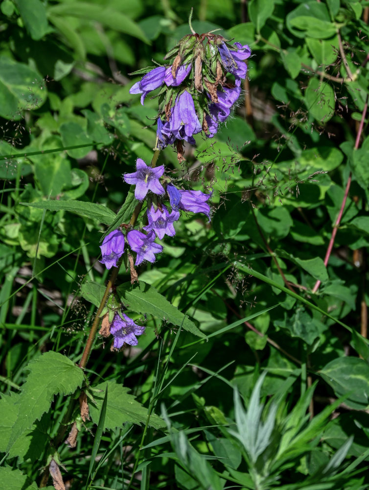 Image of Campanula trachelium specimen.