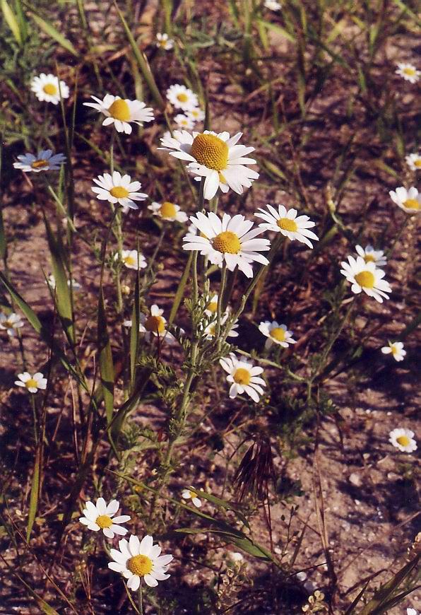 Image of Anthemis ruthenica specimen.