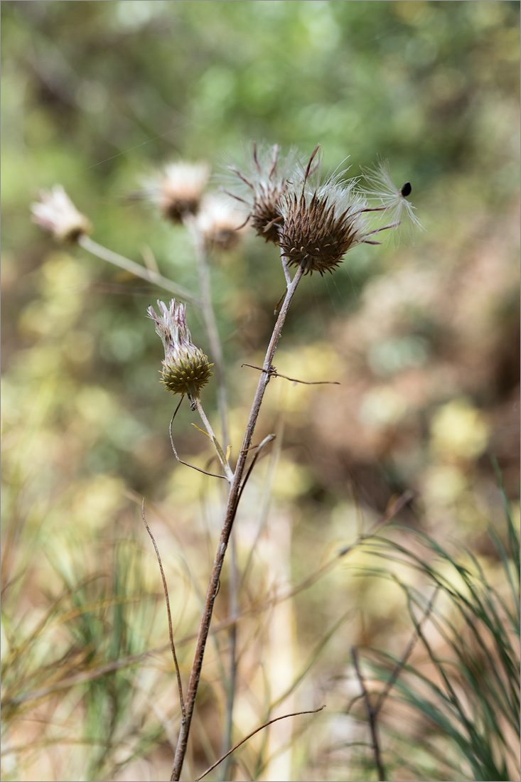 Image of familia Asteraceae specimen.