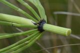 genus Equisetum. Часть стебля вегетирующего растения. Липецкая обл., Данковский р-н, 150 м от Камня Кудеяра, правый берег р. Дон, степь. 2 августа 2024 г.