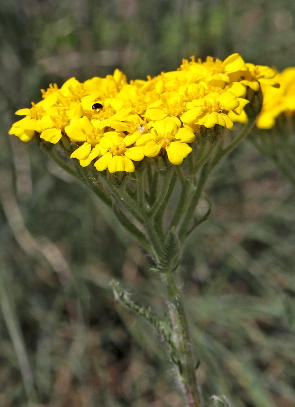 Image of Achillea tomentosa specimen.