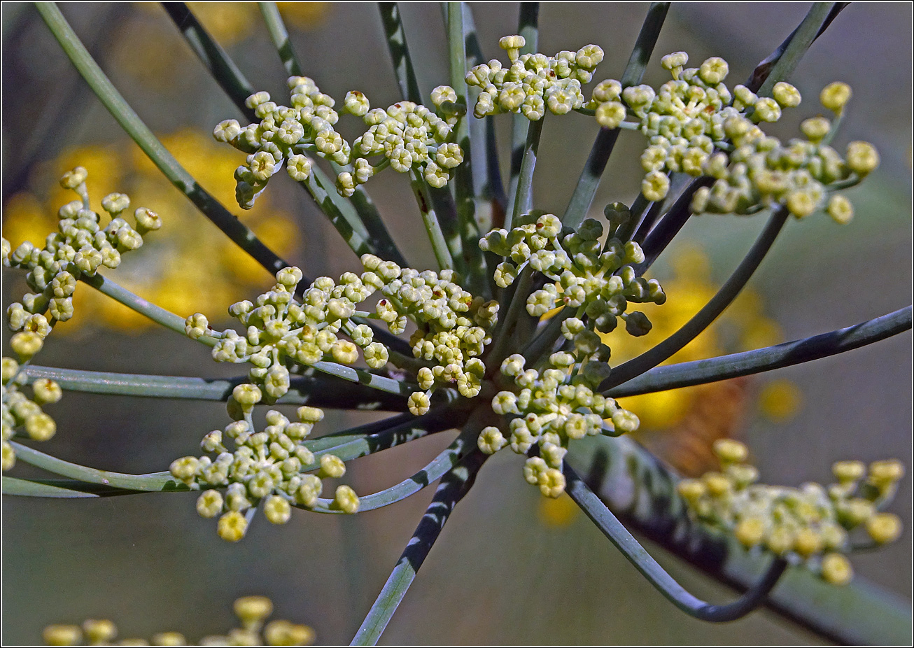 Image of Foeniculum vulgare specimen.