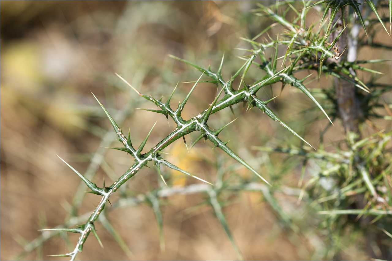 Image of genus Echinops specimen.