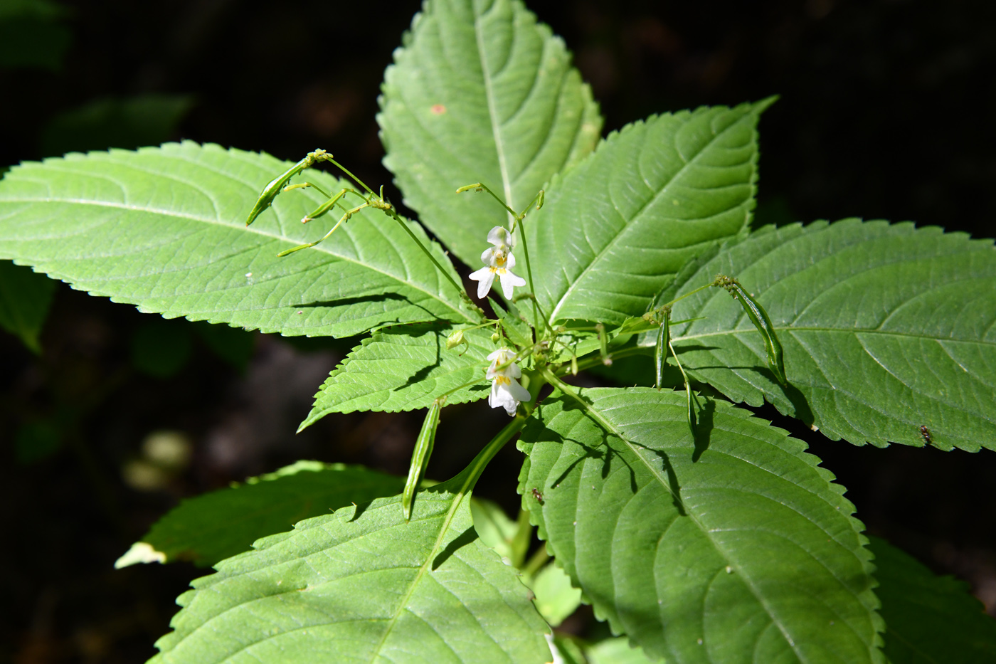 Image of Impatiens parviflora specimen.