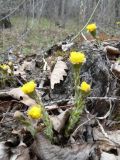 Tussilago farfara