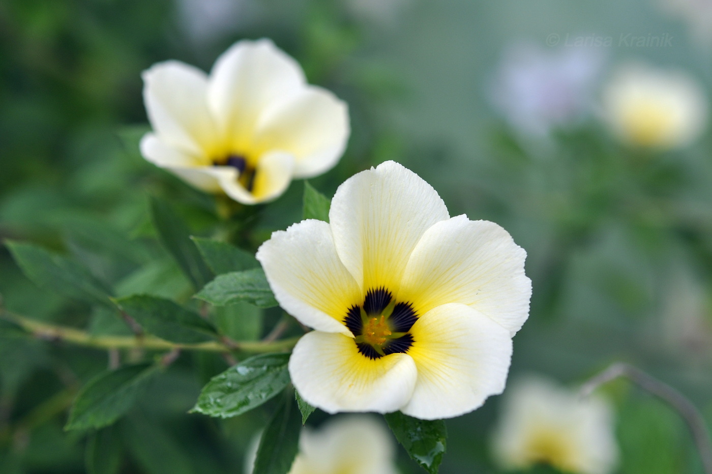 Image of Turnera subulata specimen.