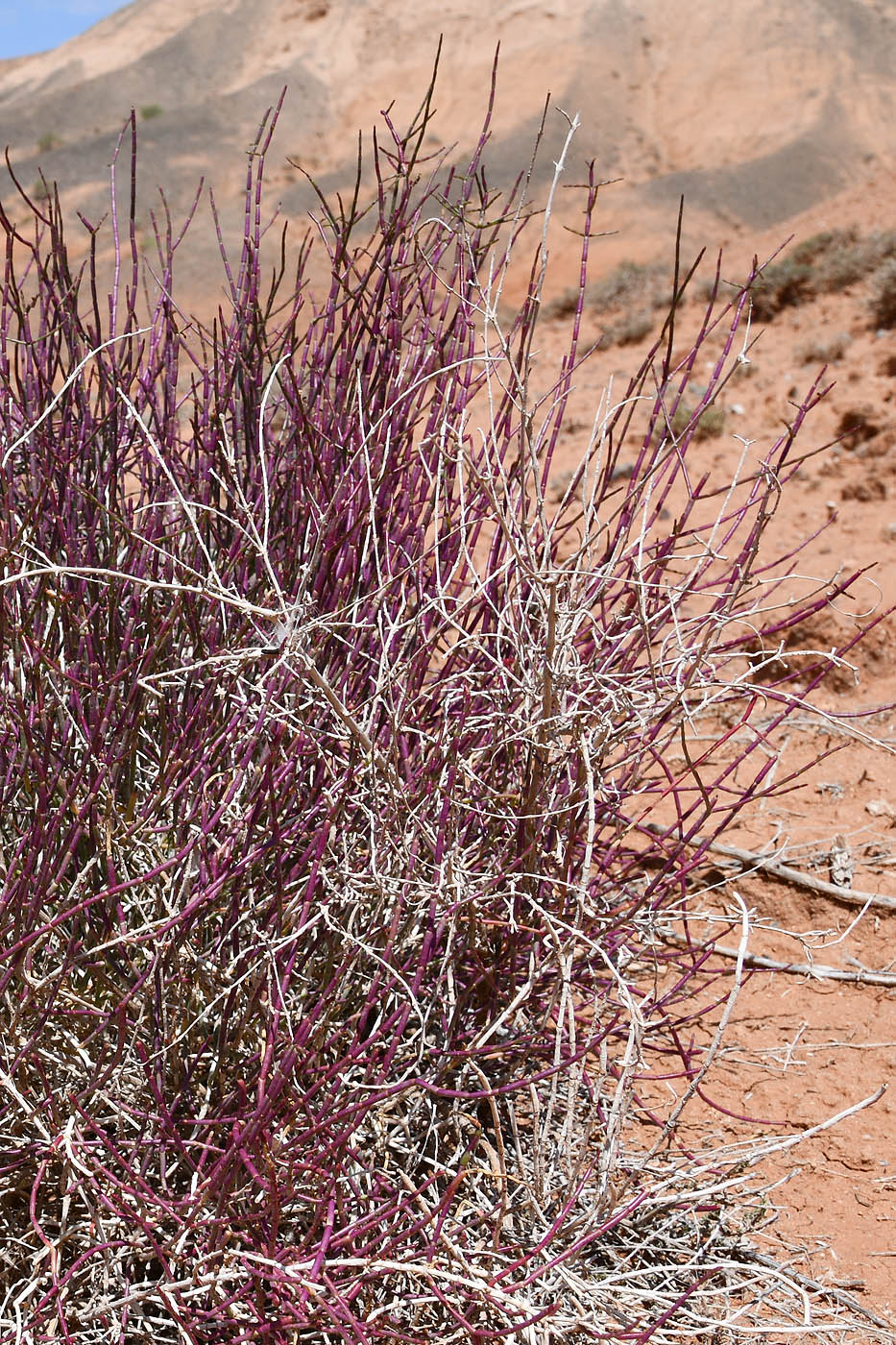 Image of Arthrophytum balchaschense specimen.