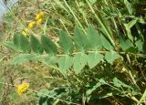 Astragalus tschimganicus