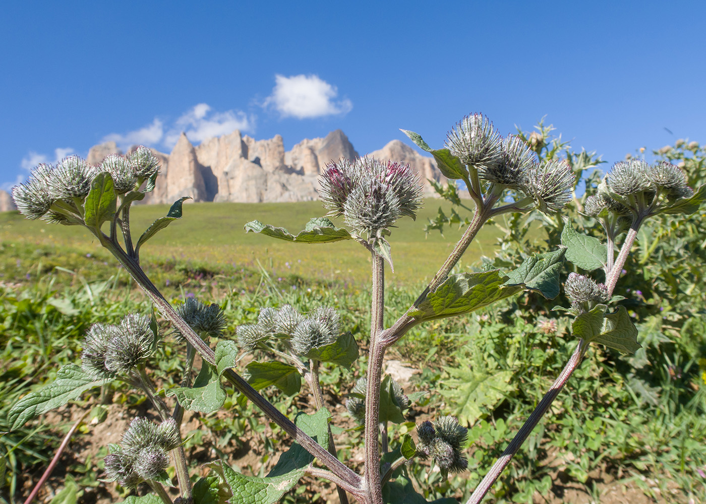 Изображение особи род Arctium.