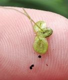Lemna minor