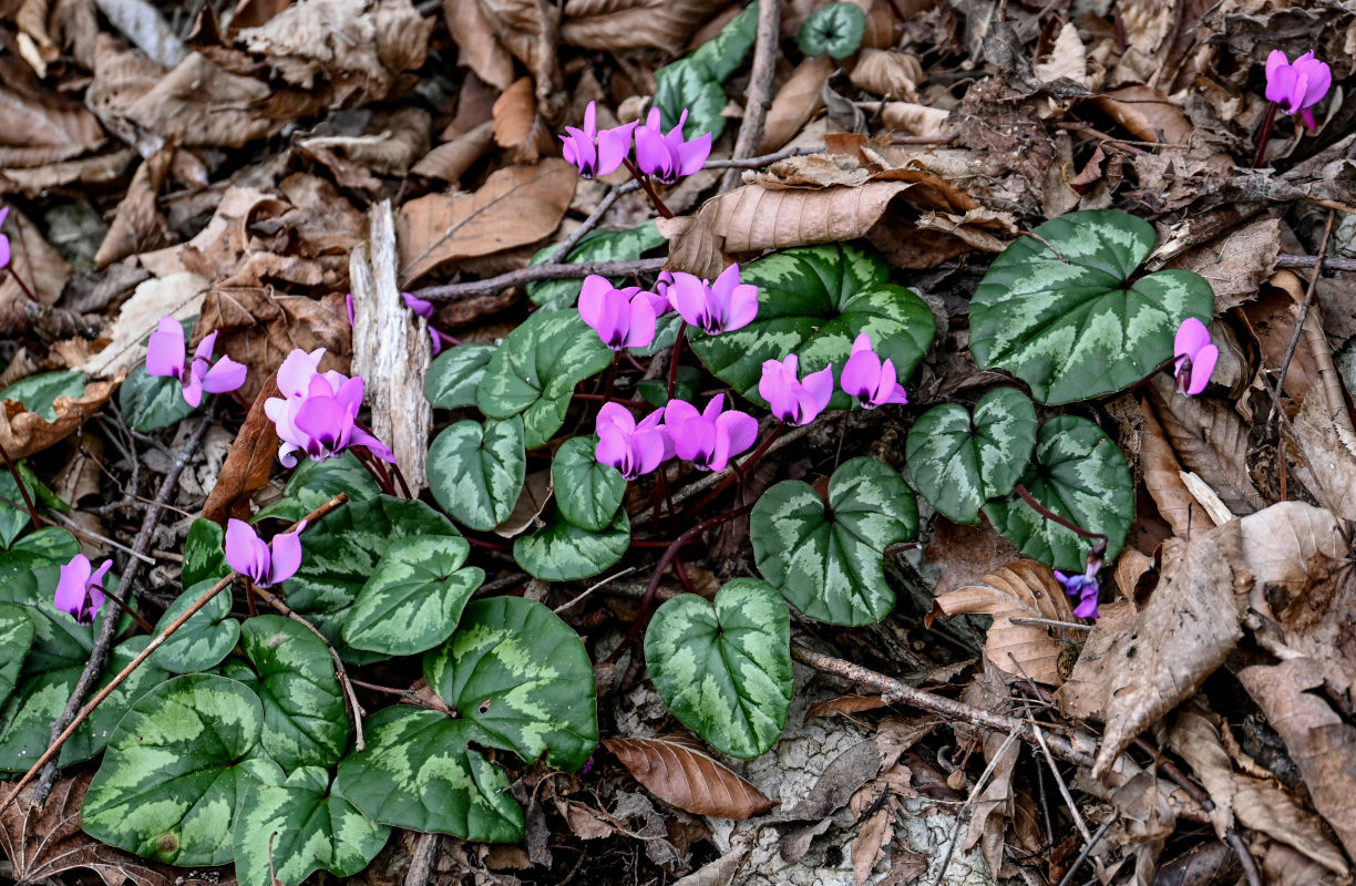 Image of Cyclamen coum specimen.