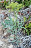 Смотреть изображение Crithmum maritimum