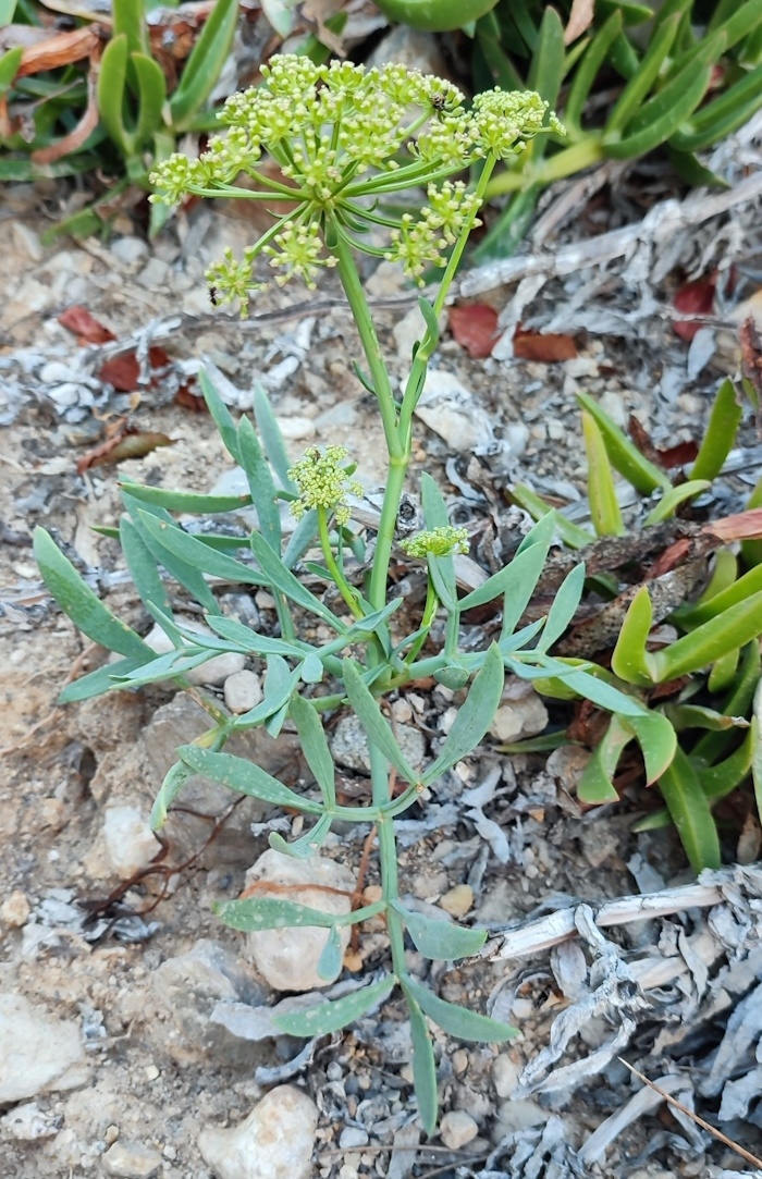 Image of Crithmum maritimum specimen.