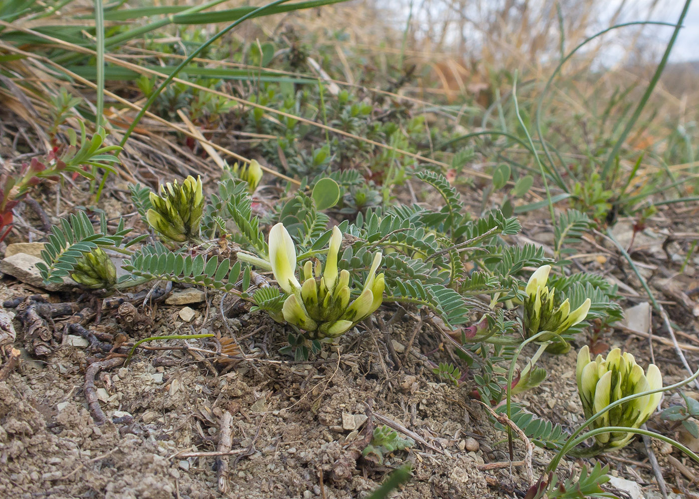 Image of Astragalus resupinatus specimen.