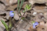View full-size image Veronica umbrosa