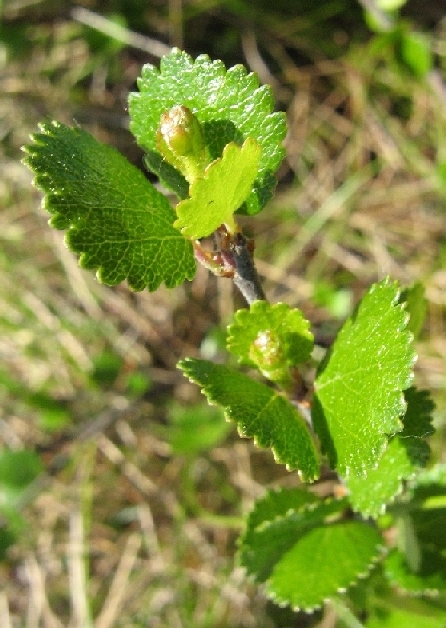 Image of Betula nana specimen.