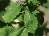 View full-size image Spiraea latifolia