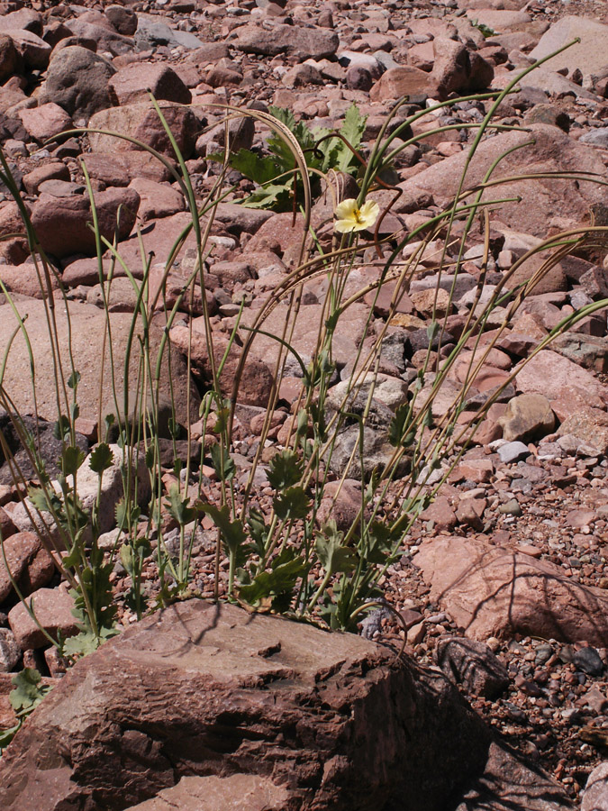 Image of Glaucium fimbrilligerum specimen.