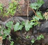 View full-size image Bryonia aspera