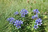 View full-size image genus Gentiana