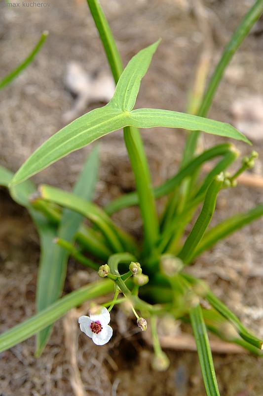 Image of Sagittaria sagittifolia specimen.