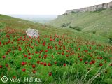 Paeonia tenuifolia. Аспект цветущих растений. Крым, окр. Белогорска, балка Красная. 12 мая 2011 г.