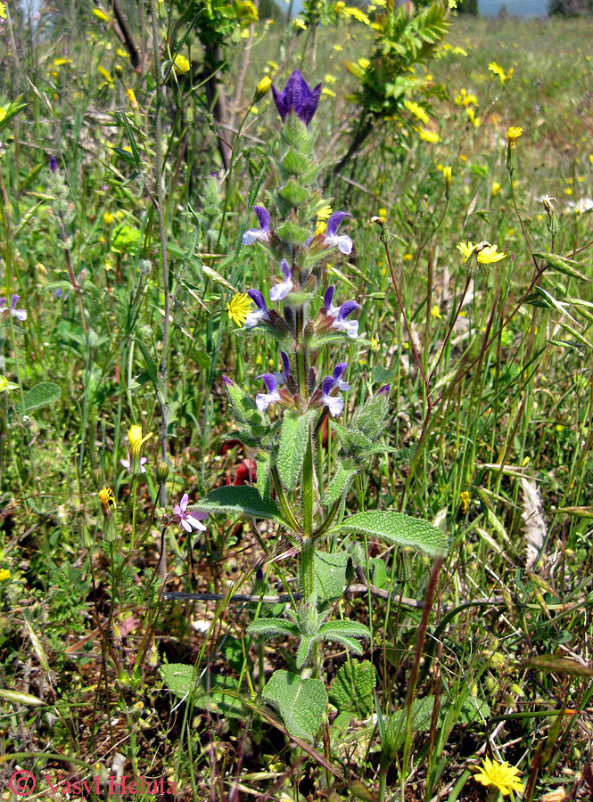 Image of Salvia viridis specimen.