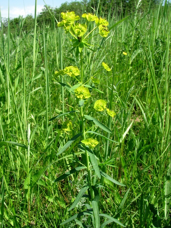 Изображение особи Euphorbia virgata.