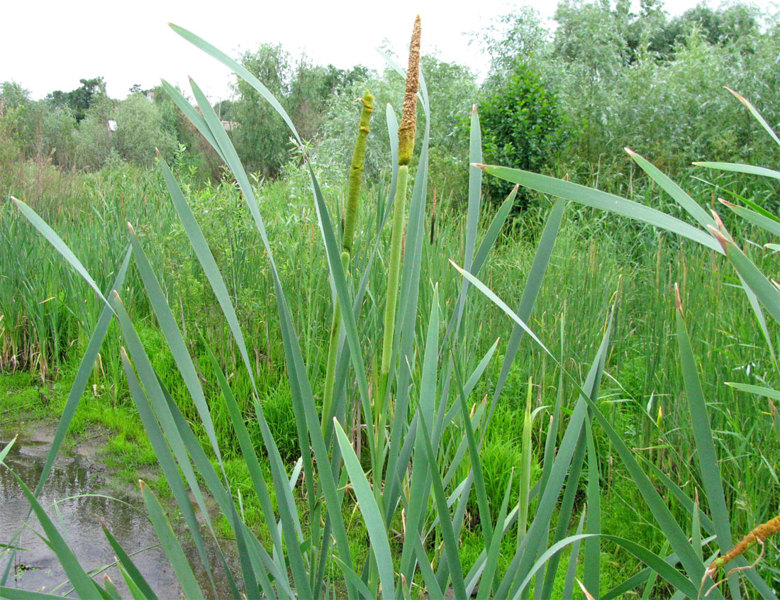 Изображение особи Typha latifolia.