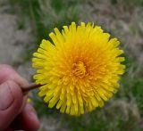 род Taraxacum. Соцветие. Кольский п-ов, Восточный Мурман, пос. Дальние Зеленцы. 18.06.2011.