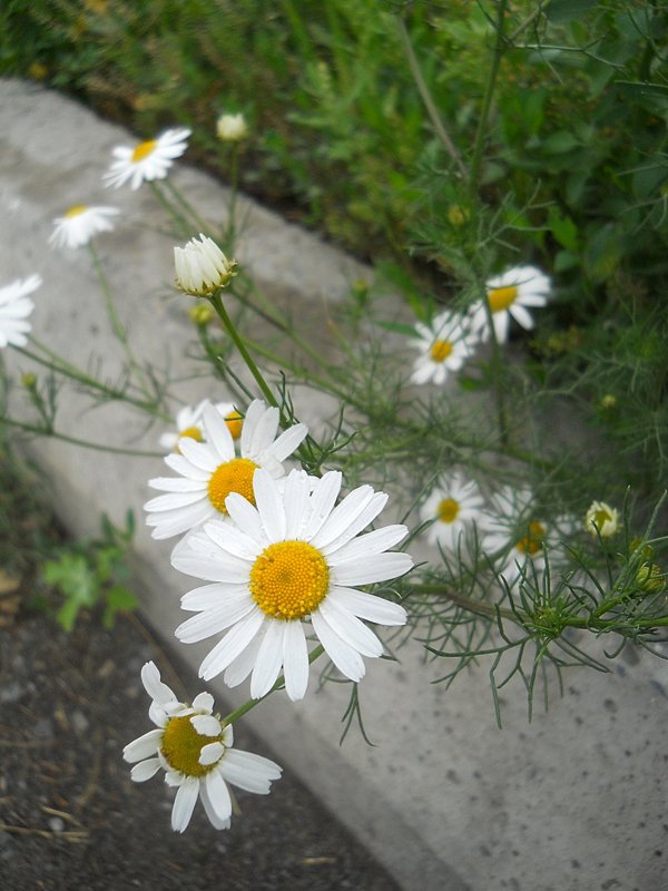 Image of Tripleurospermum inodorum specimen.