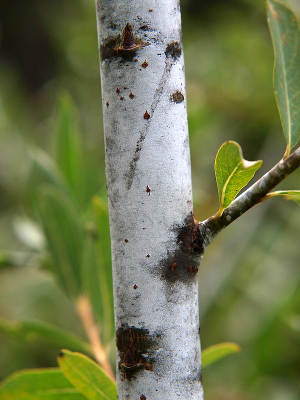 Image of Chosenia arbutifolia specimen.