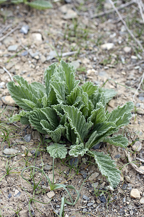 Изображение особи Phlomoides uniflora.