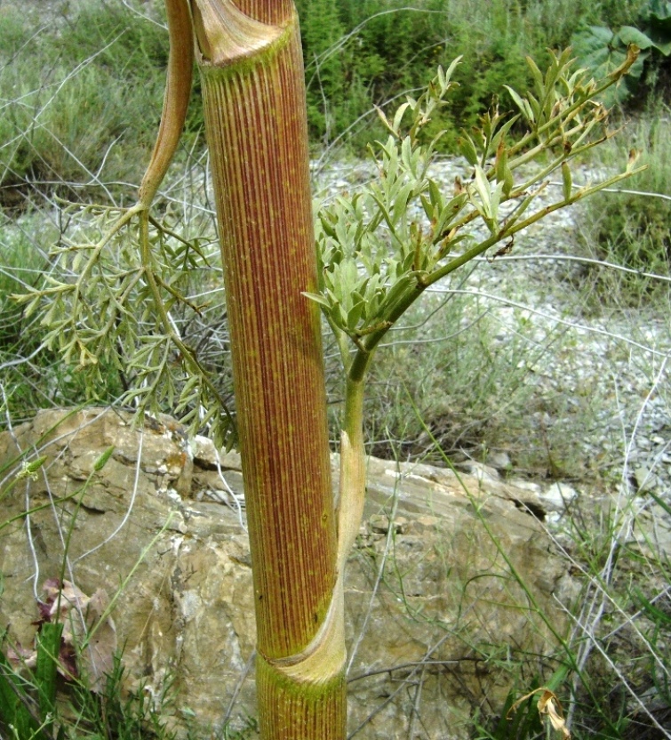 Image of Dorema kopetdaghense specimen.