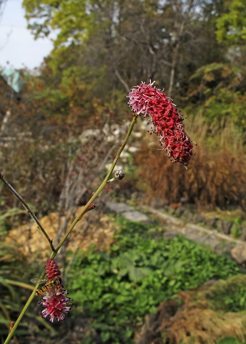 Image of Sanguisorba magnifica specimen.